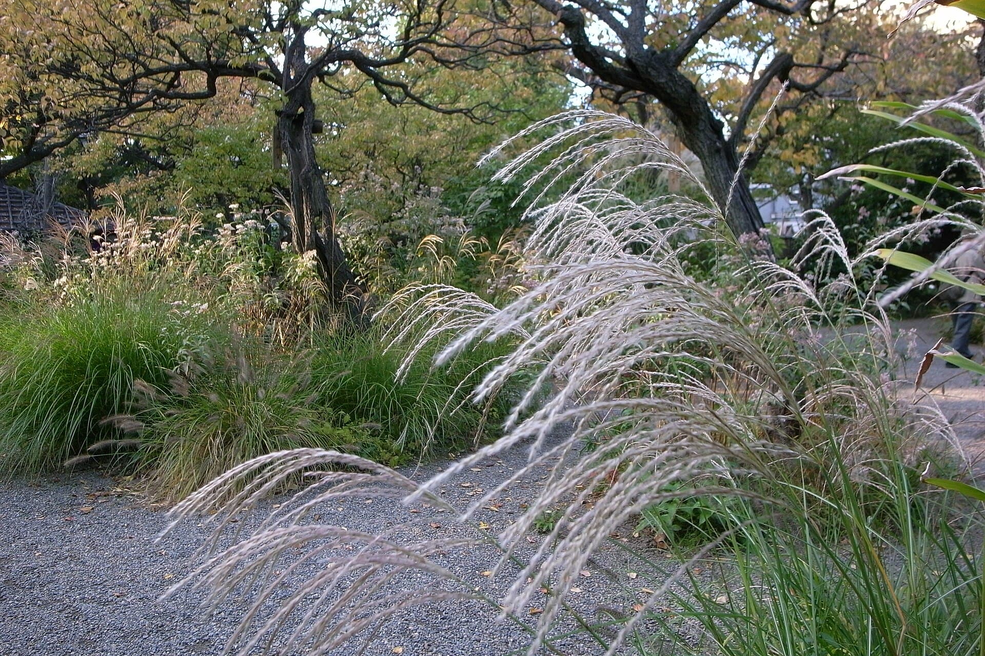 向島百花園の庭園風景。池や草木が配された江戸時代由来の花園の景観